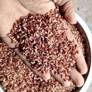 ঢেঁকিতে ভাঙ্গানো টেপা বরো চাউল